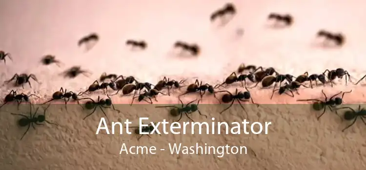Ant Exterminator Acme - Washington