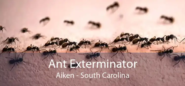 Ant Exterminator Aiken - South Carolina