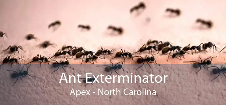 Ant Exterminator Apex - North Carolina