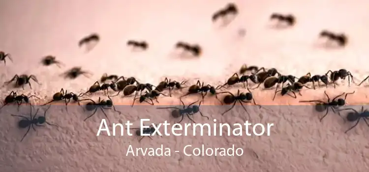 Ant Exterminator Arvada - Colorado
