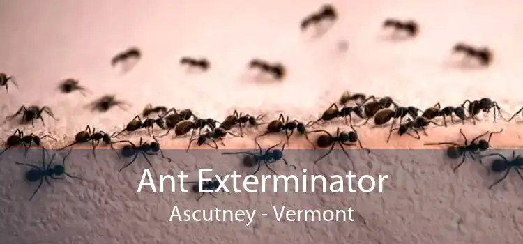 Ant Exterminator Ascutney - Vermont