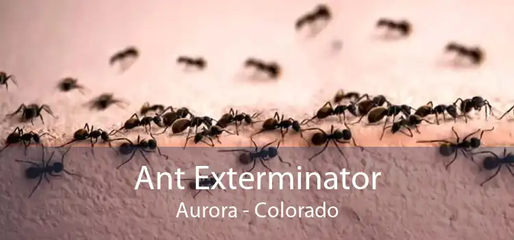 Ant Exterminator Aurora - Colorado