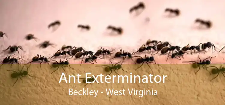 Ant Exterminator Beckley - West Virginia