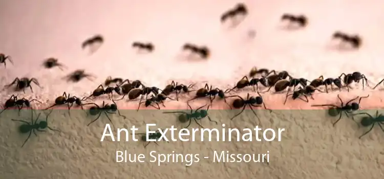 Ant Exterminator Blue Springs - Missouri
