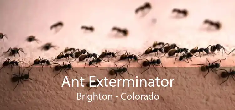 Ant Exterminator Brighton - Colorado