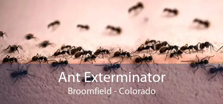 Ant Exterminator Broomfield - Colorado