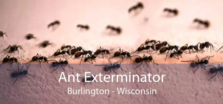 Ant Exterminator Burlington - Wisconsin