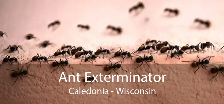 Ant Exterminator Caledonia - Wisconsin