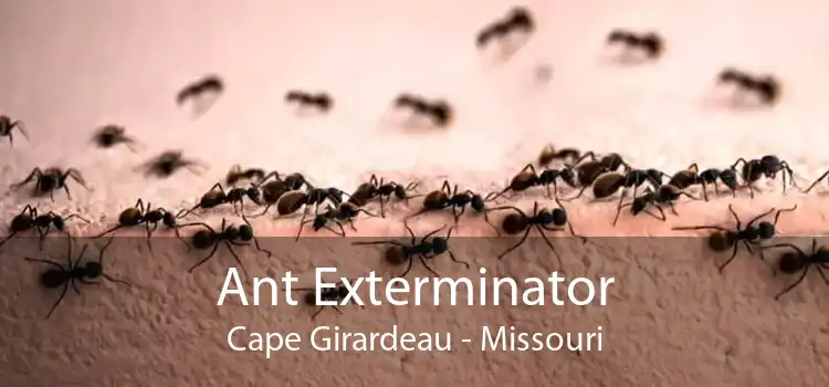 Ant Exterminator Cape Girardeau - Missouri