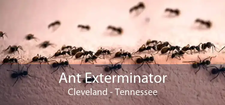Ant Exterminator Cleveland - Tennessee