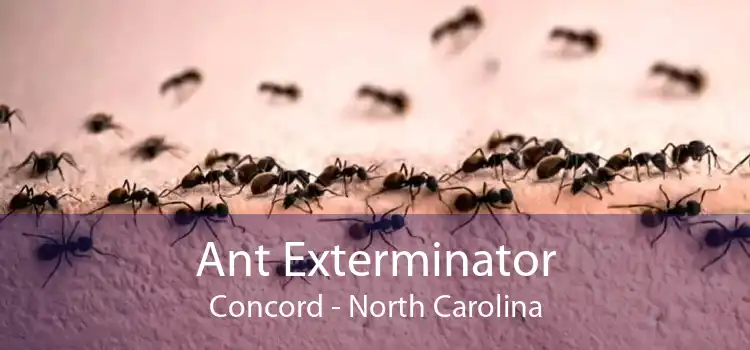 Ant Exterminator Concord - North Carolina