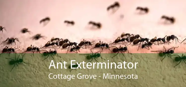 Ant Exterminator Cottage Grove - Minnesota