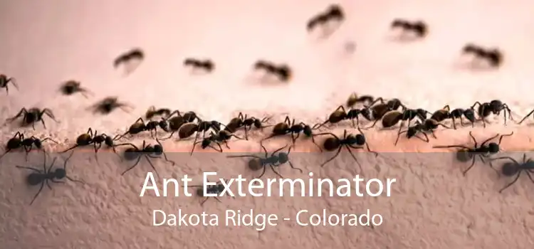 Ant Exterminator Dakota Ridge - Colorado