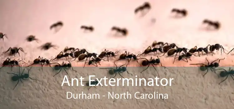 Ant Exterminator Durham - North Carolina