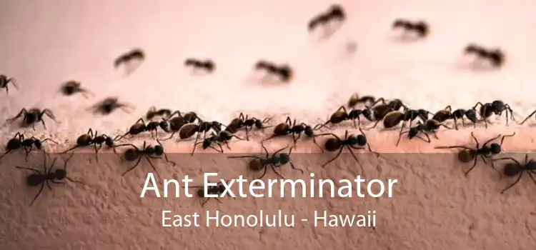 Ant Exterminator East Honolulu - Hawaii