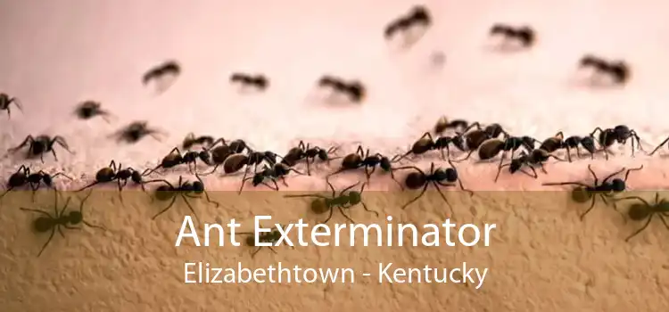 Ant Exterminator Elizabethtown - Kentucky