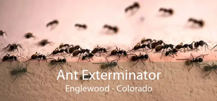Ant Exterminator Englewood - Colorado