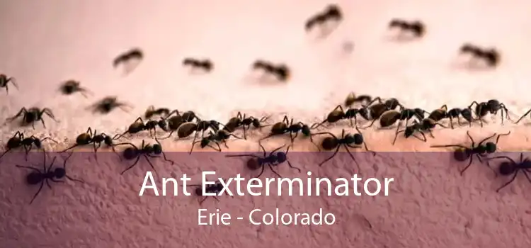 Ant Exterminator Erie - Colorado