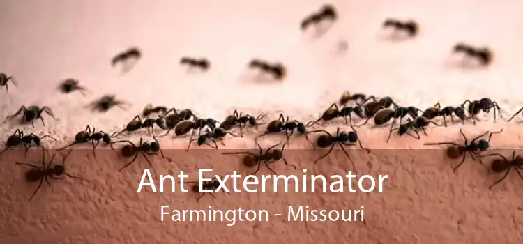 Ant Exterminator Farmington - Missouri