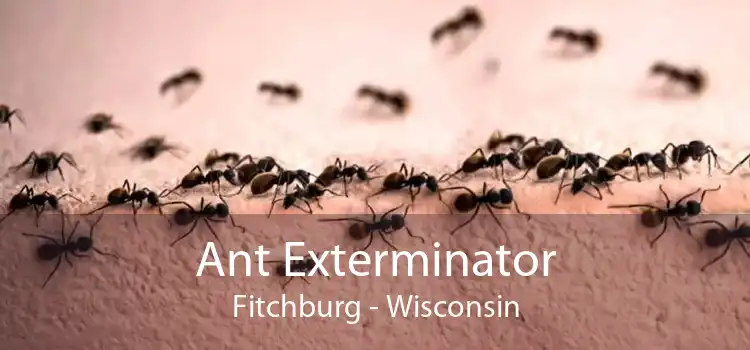 Ant Exterminator Fitchburg - Wisconsin