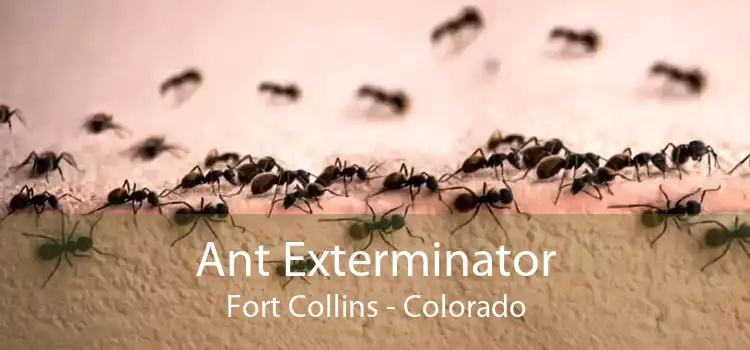 Ant Exterminator Fort Collins - Colorado
