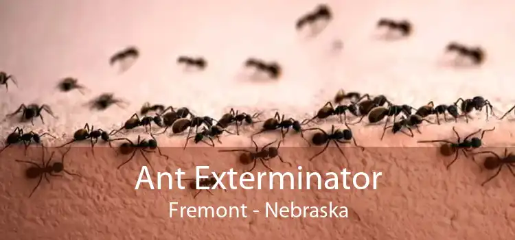 Ant Exterminator Fremont - Nebraska