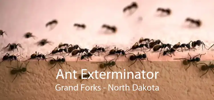 Ant Exterminator Grand Forks - North Dakota
