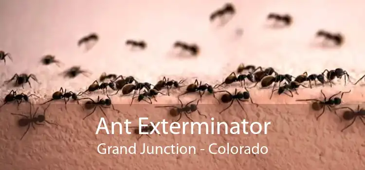 Ant Exterminator Grand Junction - Colorado