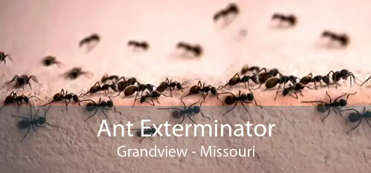 Ant Exterminator Grandview - Missouri
