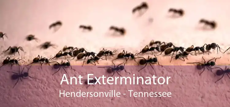 Ant Exterminator Hendersonville - Tennessee