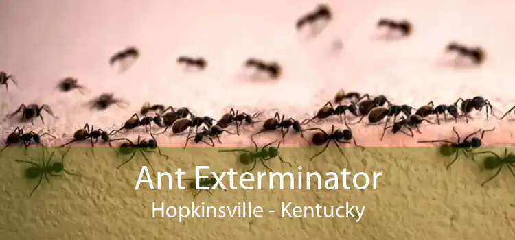 Ant Exterminator Hopkinsville - Kentucky