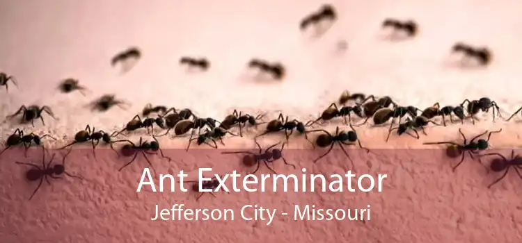 Ant Exterminator Jefferson City - Missouri