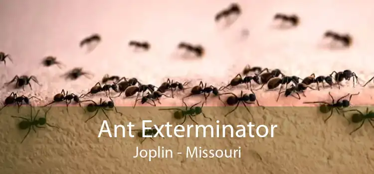 Ant Exterminator Joplin - Missouri