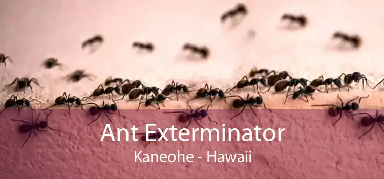 Ant Exterminator Kaneohe - Hawaii