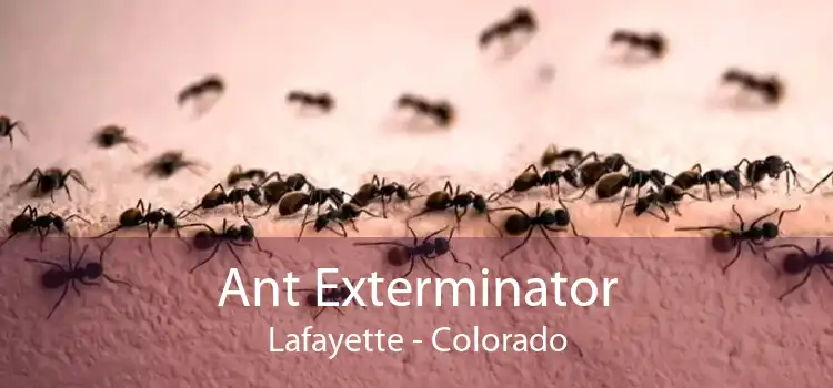Ant Exterminator Lafayette - Colorado