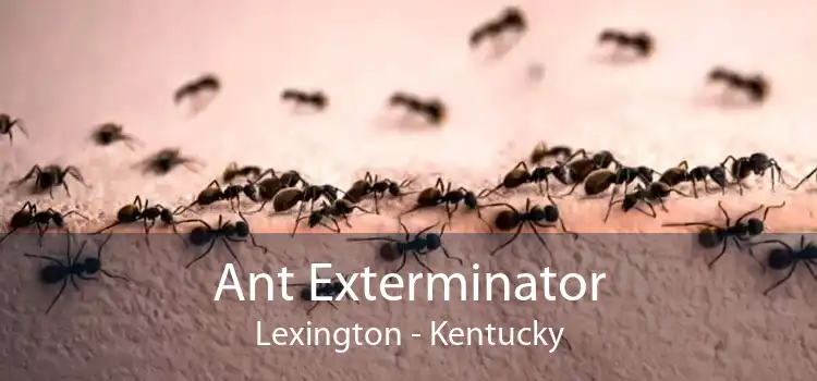 Ant Exterminator Lexington - Kentucky
