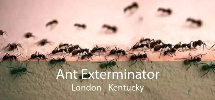 Ant Exterminator London - Kentucky