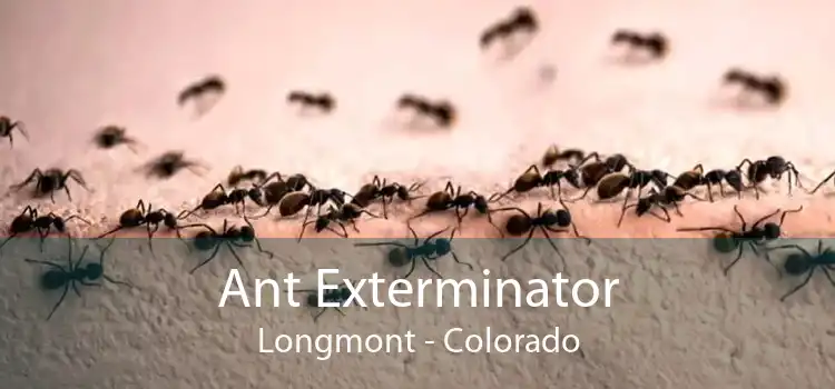 Ant Exterminator Longmont - Colorado