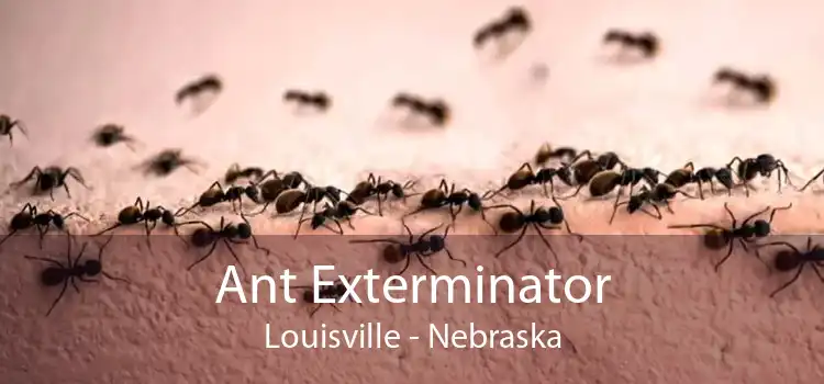Ant Exterminator Louisville - Nebraska