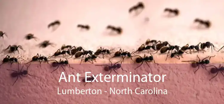 Ant Exterminator Lumberton - North Carolina