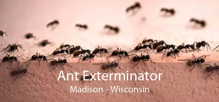 Ant Exterminator Madison - Wisconsin