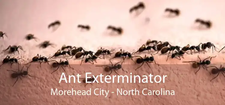Ant Exterminator Morehead City - North Carolina