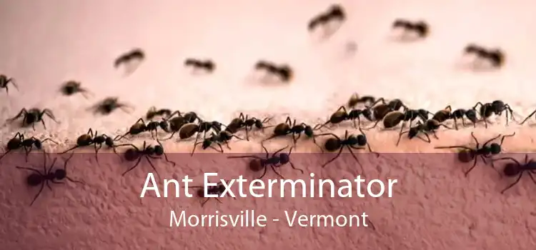 Ant Exterminator Morrisville - Vermont