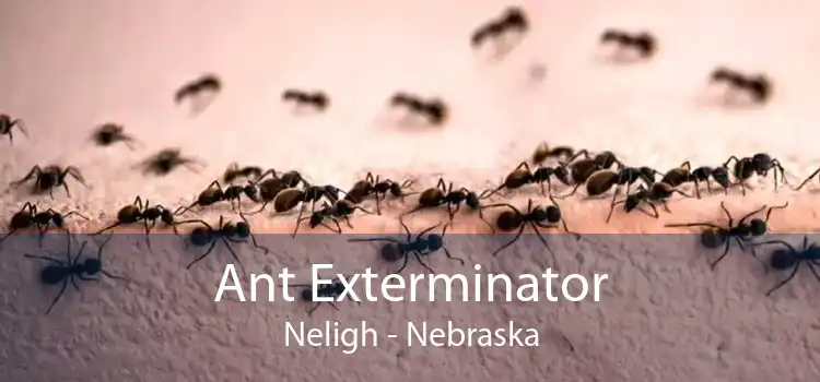 Ant Exterminator Neligh - Nebraska