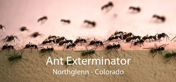 Ant Exterminator Northglenn - Colorado