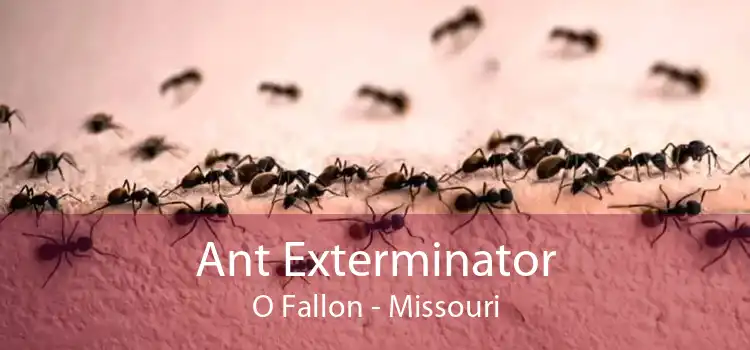 Ant Exterminator O Fallon - Missouri