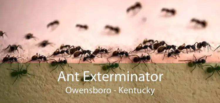 Ant Exterminator Owensboro - Kentucky
