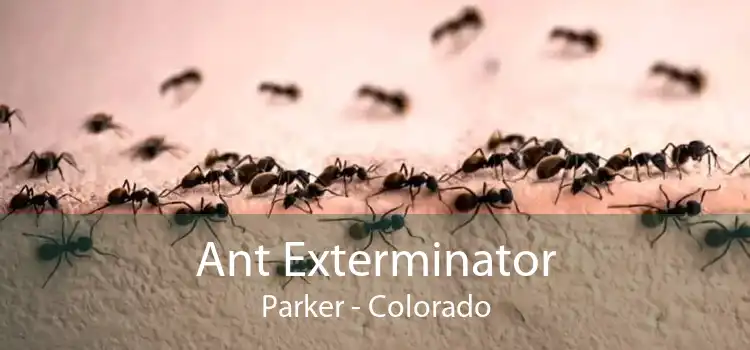 Ant Exterminator Parker - Colorado