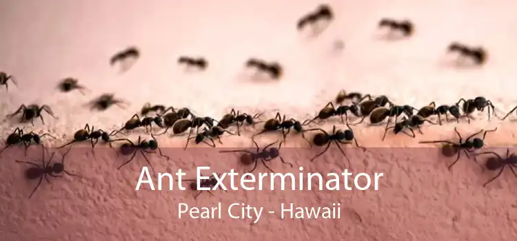 Ant Exterminator Pearl City - Hawaii