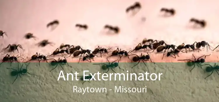 Ant Exterminator Raytown - Missouri